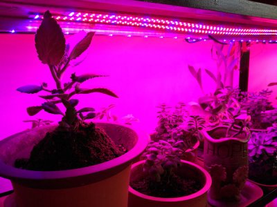 شريط ضوء النبات LED